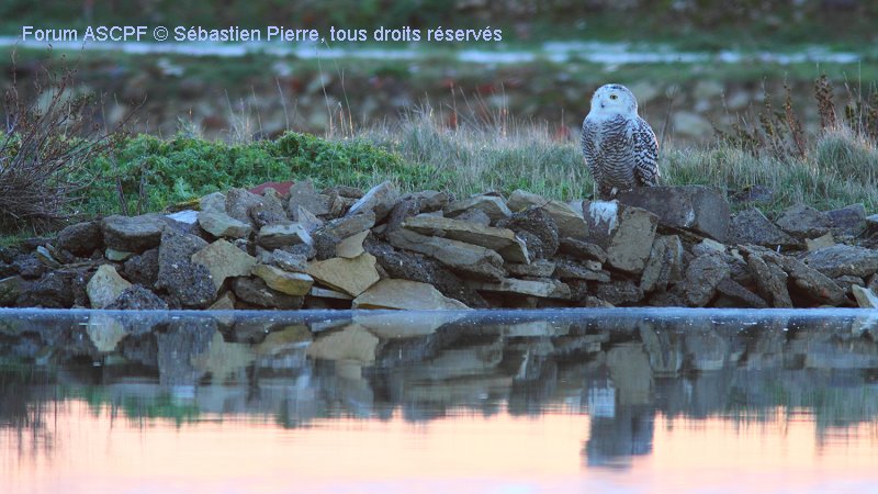La coche de 2014 pour moi, l’Harfang des neiges prise sur l’île de Ré