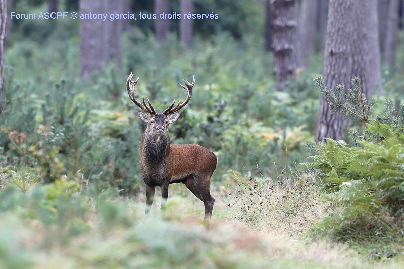 Cerf Elaphe cette année ne fut encore médiocre pour le brâme pourtant j’y ai passé du temps et nombres heures d’affût canon eos 5d markIII + 400mm